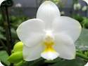 Phal. Tzu Chiang Chrisna